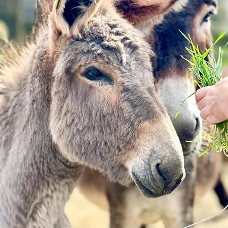 Saules Et Tetards Appartement *